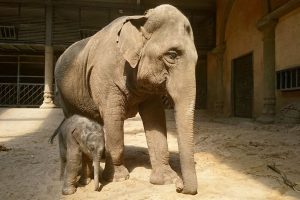 Elefantenkalb geboren – Jetzt sind es zehn Dickhäuter