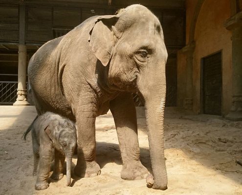 Elefantenkalb geboren – Jetzt sind es zehn Dickhäuter