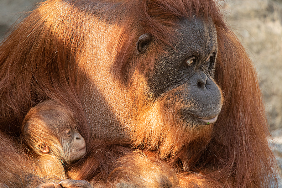 Endlich! Orang-Utan-Baby im Tierpark geboren | MAGAZIN INFINITY